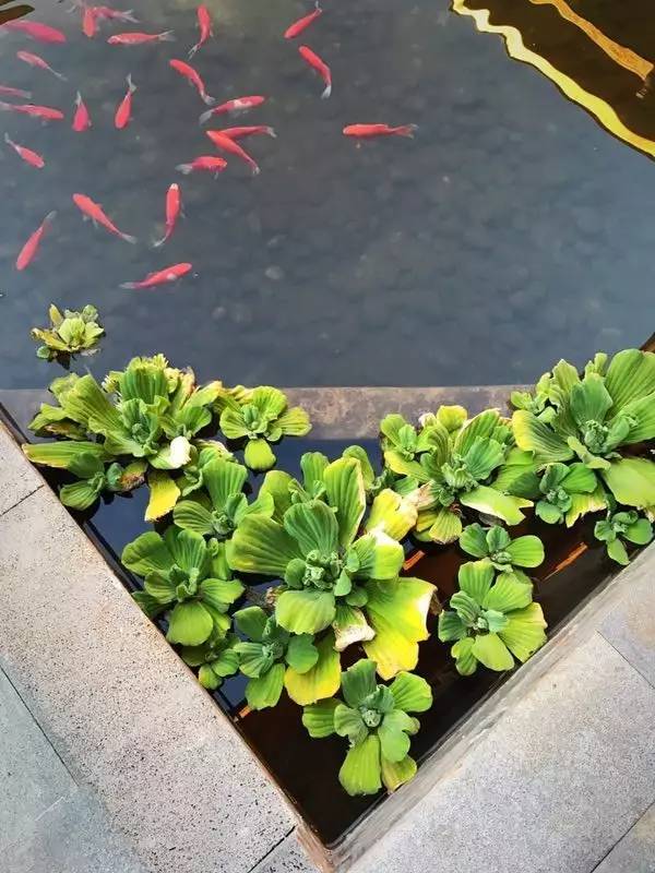 融居·銀箔泉，來銀箔泉邊喝茶看蒼山洱海