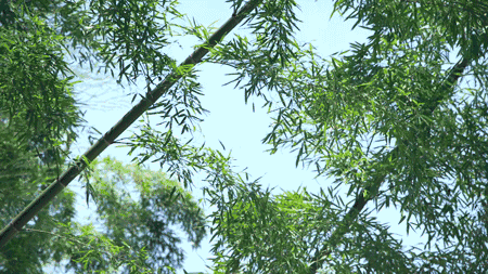 鳴林民宿，穿越千山萬(wàn)水魂?duì)繅?mèng)索的只有家鄉(xiāng)