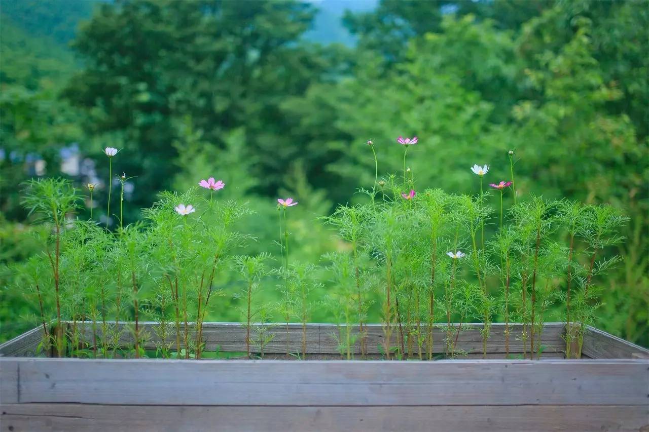 大樂之野·谷舍，擁有一個(gè)詩(shī)意的世界