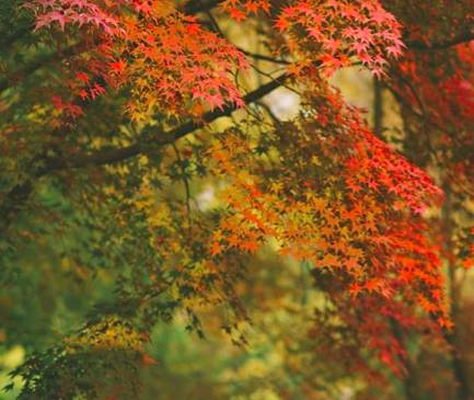 大樂之野·谷舍，擁有一個詩意的世界