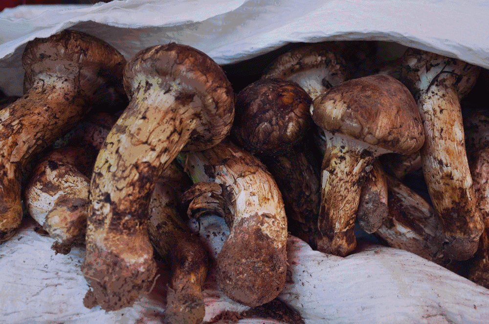 文殊·林舍，在麗江古城過著獨(dú)一無二的小日子