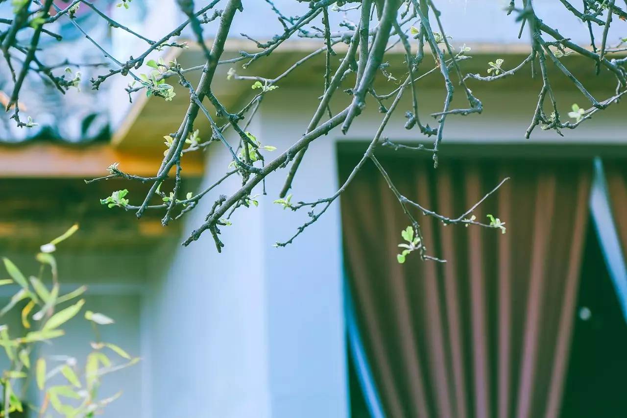 文殊·林舍，在麗江古城過著獨(dú)一無二的小日子