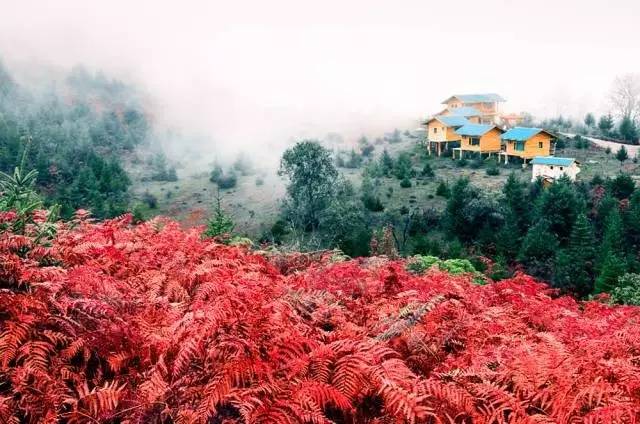 若丁山七號營地，無數(shù)人向往的“星空露營地”
