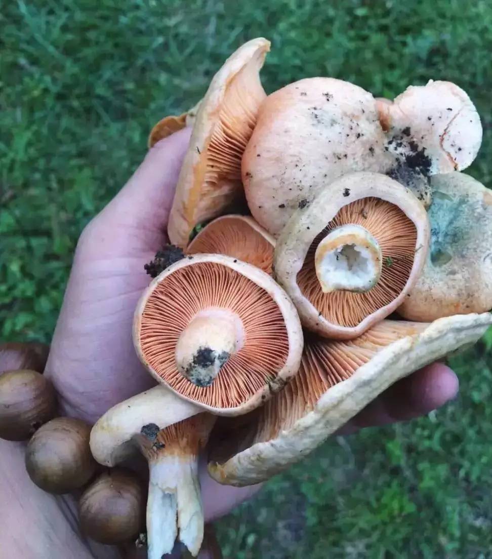 若丁山七號營地，無數(shù)人向往的“星空露營地”