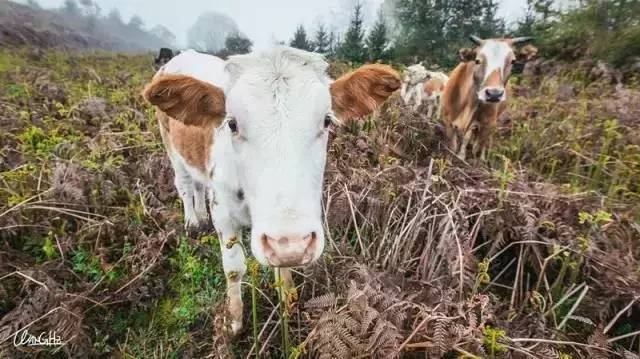 若丁山七號營地，無數(shù)人向往的“星空露營地”