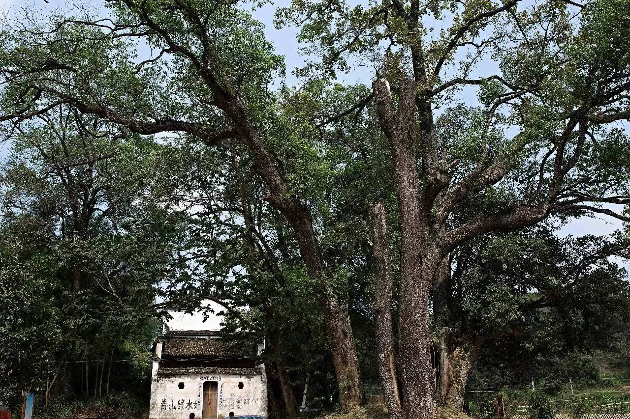 墅家墨娑西沖院，活了的老宅訴說舊日的時光