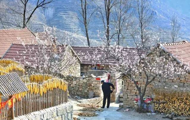 沂蒙山舍，呼吸大自然“臥聽松嘯 伴山而眠”