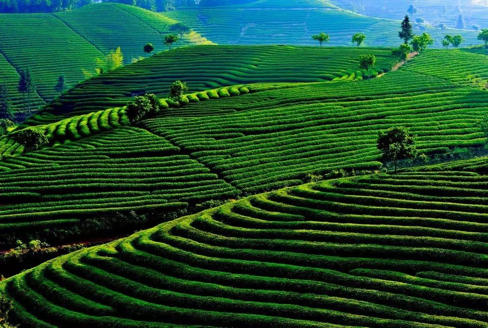 茶隱山房，以茶會友隱逸塵世