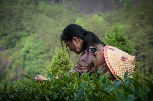 茶隱山房，以茶會友隱逸塵世