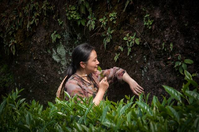 茶隱山房，以茶會友隱逸塵世