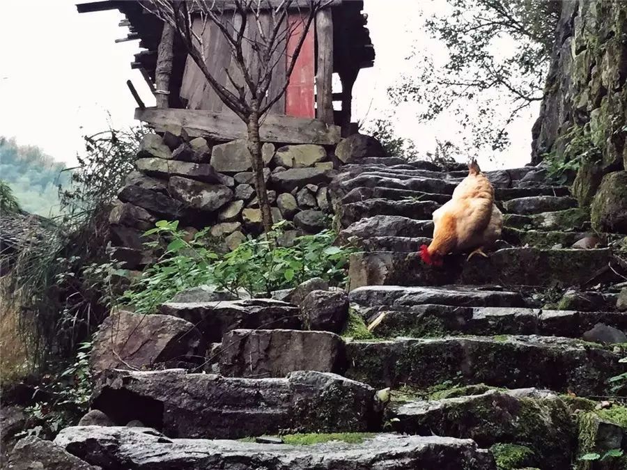 棲霞山居，溪流環(huán)繞在古村落捕魚看霞光