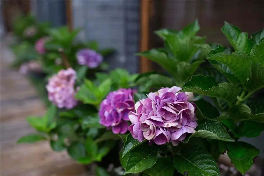 棲霞山居，溪流環(huán)繞在古村落捕魚(yú)看霞光