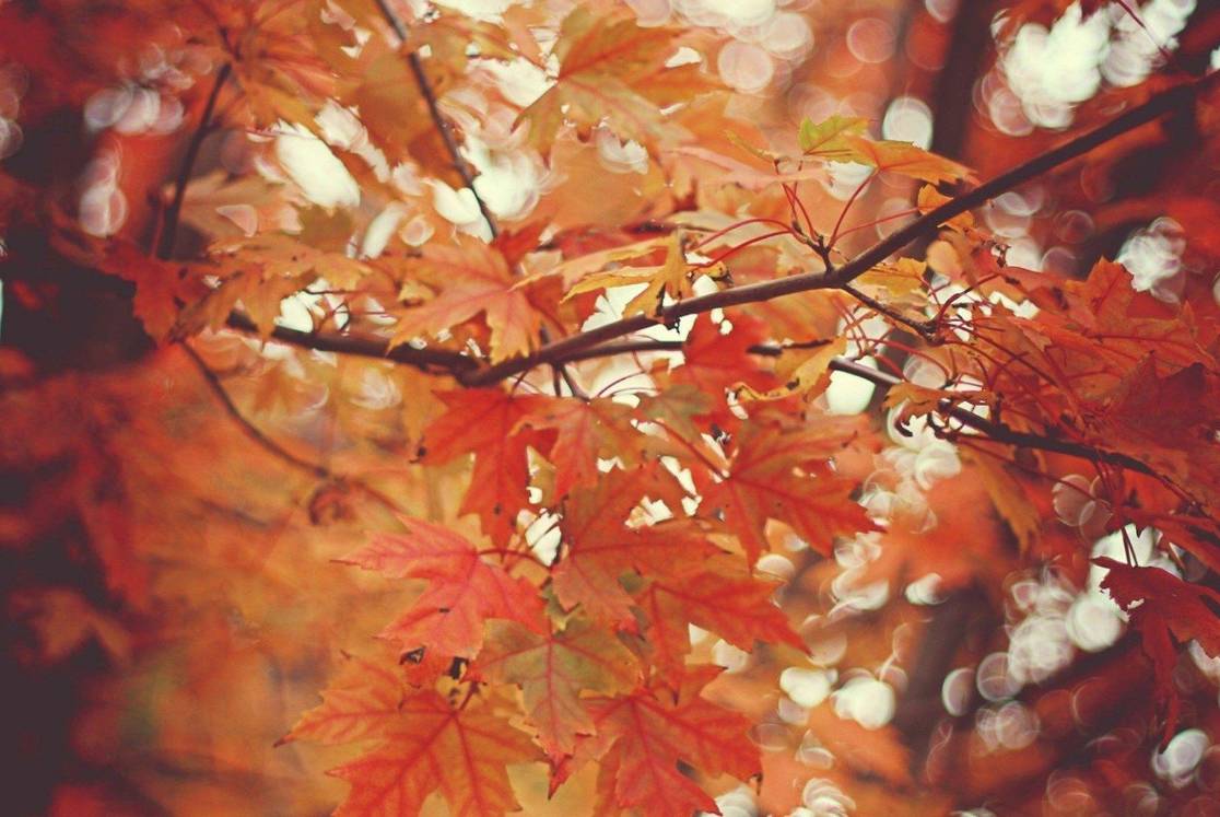 22款與秋相關(guān)的唯美句子，唯美古風(fēng)句子