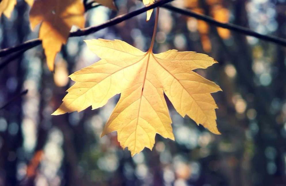 22款與秋相關(guān)的唯美句子，唯美古風(fēng)句子