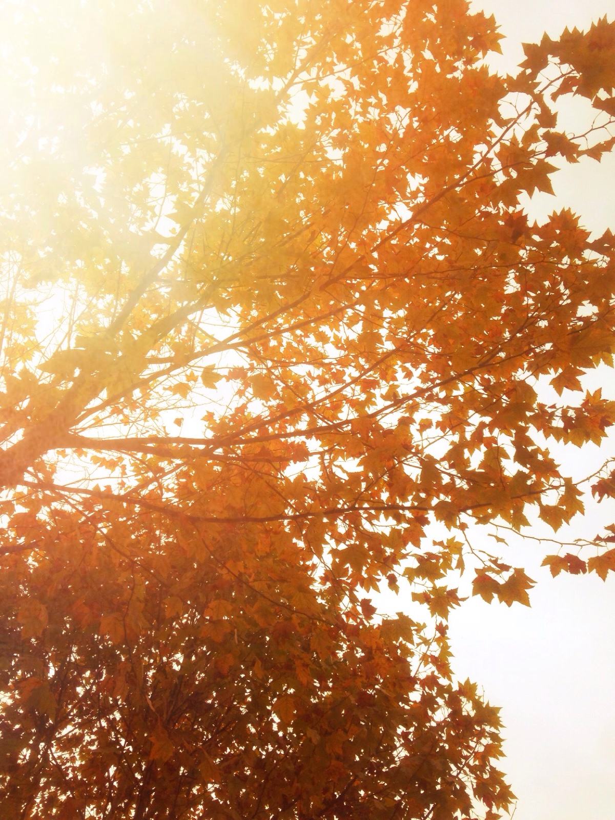 22款與秋相關(guān)的唯美句子，唯美古風(fēng)句子