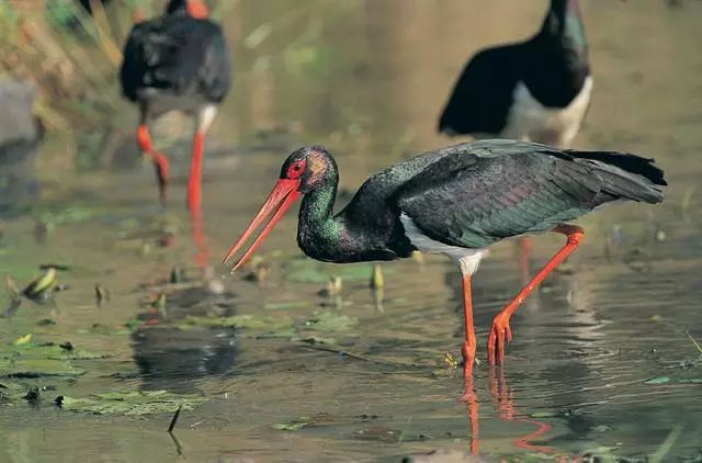 北京懷柔白鳥集，飛翔的白鳥我在等你乘風歸來