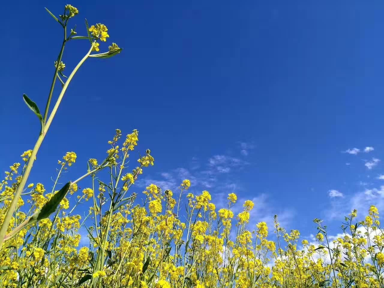 麗江束河聚寶齋民宿，告別曾經(jīng)邂逅未來的美麗