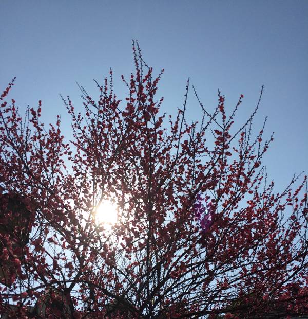 杭州·一色山墅，滿覺隴的月色喝茶散步都是雅事