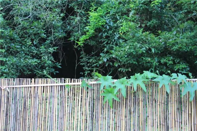 杭州·一色山墅，滿覺隴的月色喝茶散步都是雅事