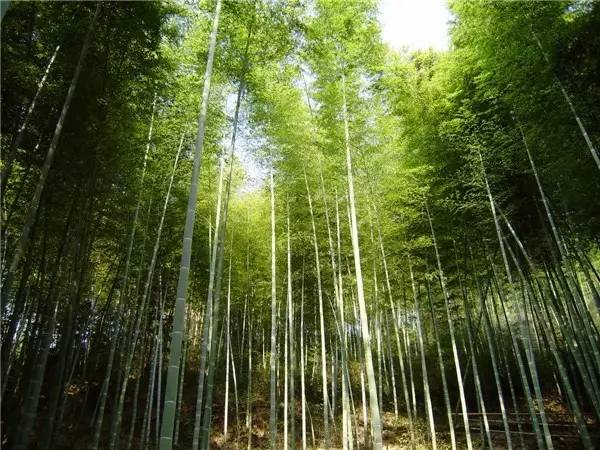 木葉夏民宿，云天收夏色木葉動秋聲