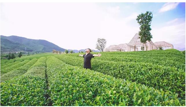 松陽·陌領浮光民宿，浮光指路茶香入夢