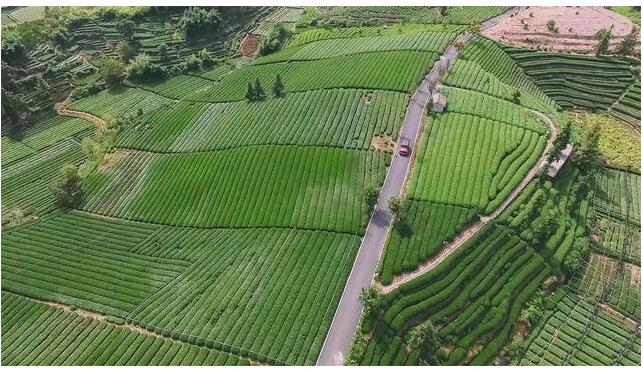 松陽·陌領(lǐng)浮光民宿，浮光指路茶香入夢