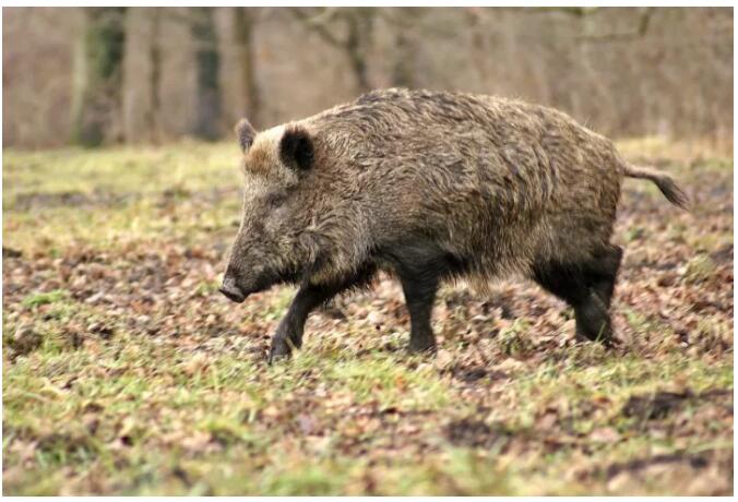 松陽·陌領(lǐng)浮光民宿，浮光指路茶香入夢