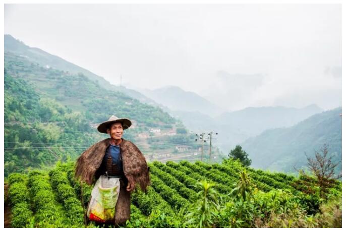 松陽·陌領(lǐng)浮光民宿，浮光指路茶香入夢