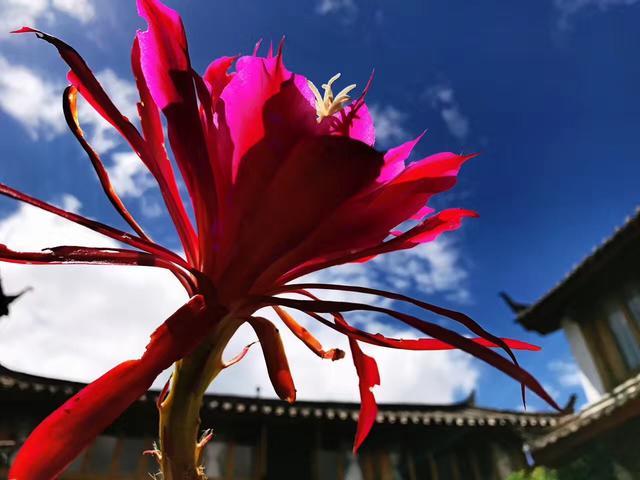 麗江束河無爾，在這里帶著夢想開花棲居