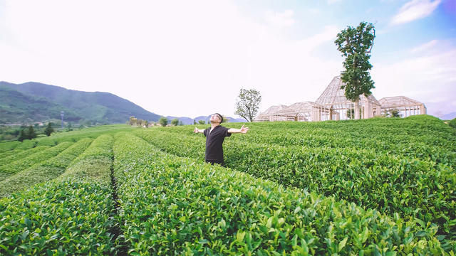 麗水·浮光，浮光指路茶香入夢蓋一間湖畔大學