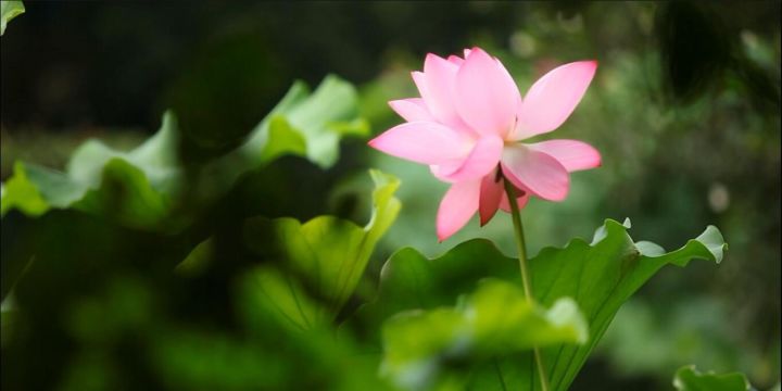 開封·蘭臺(tái)苑，還原經(jīng)歷千年沉浮清明上河圖