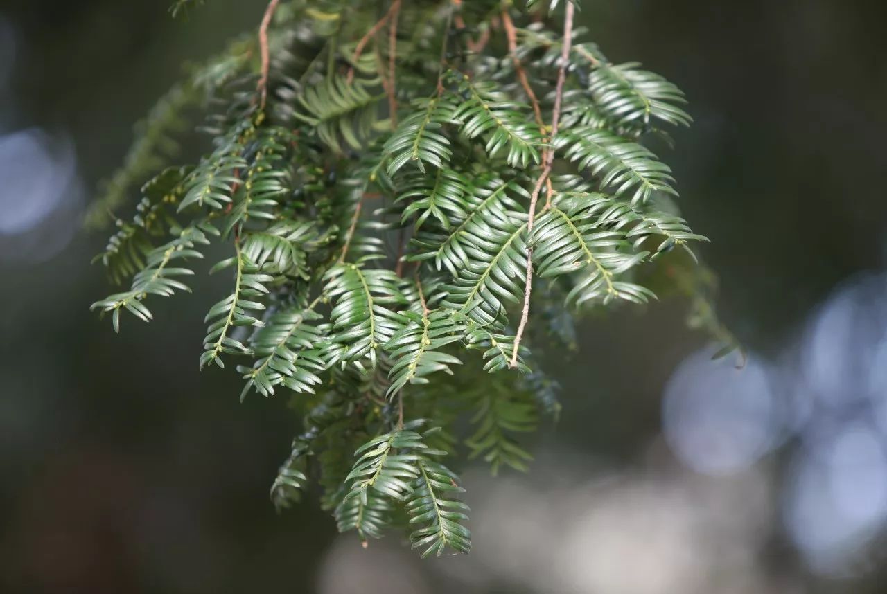 寧波·花雨醉，品花間一壺酒聽雨后醉朦朧