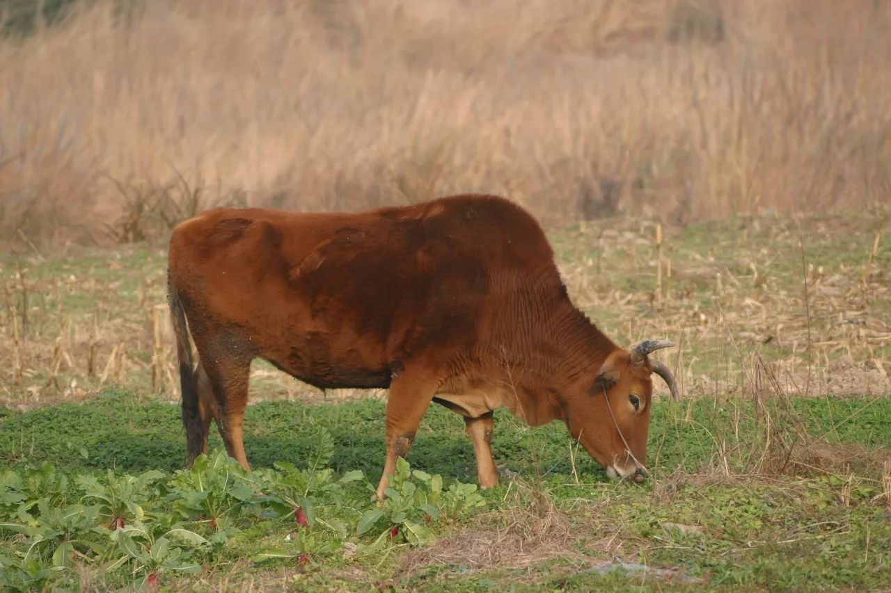 寧波·花雨醉，品花間一壺酒聽(tīng)雨后醉朦朧