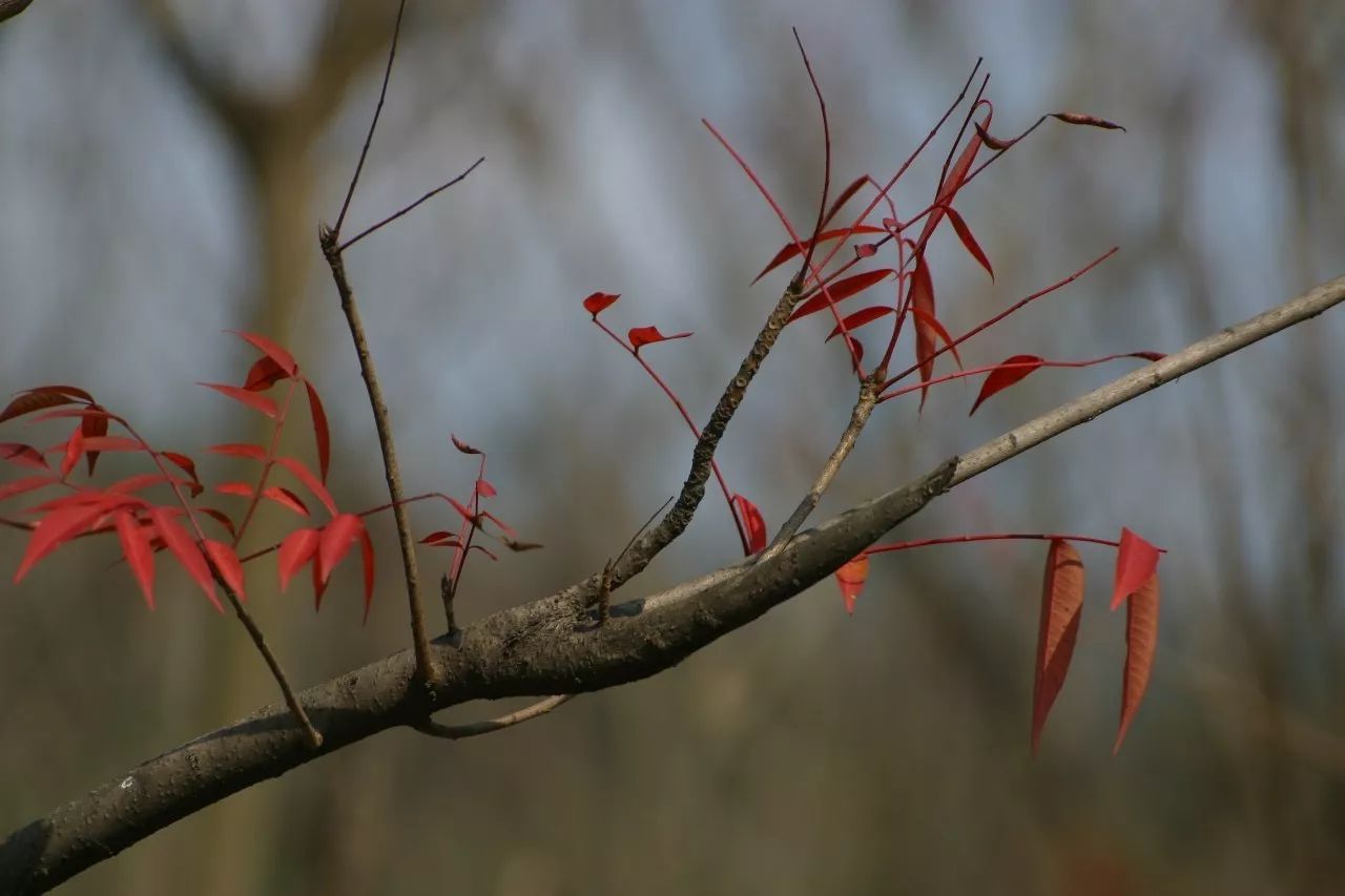 寧波·花雨醉，品花間一壺酒聽(tīng)雨后醉朦朧