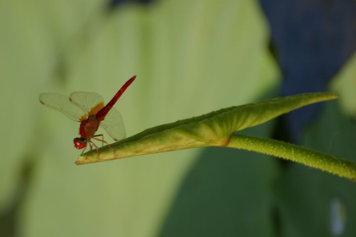 寧波·花雨醉，品花間一壺酒聽(tīng)雨后醉朦朧