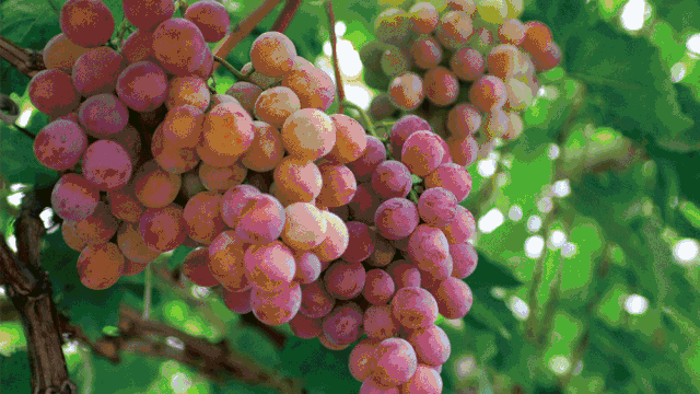 寧波·花雨醉，品花間一壺酒聽(tīng)雨后醉朦朧