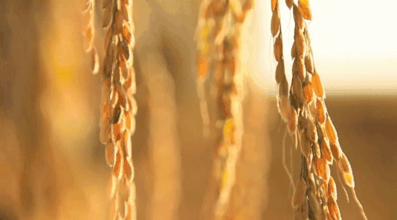寧波·花雨醉，品花間一壺酒聽(tīng)雨后醉朦朧