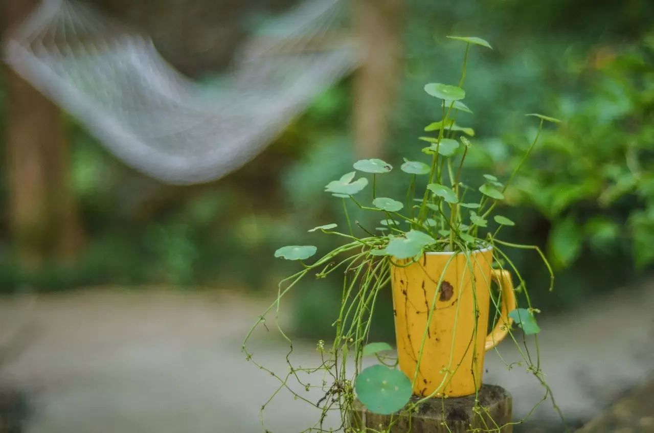 武夷山·舊街山宿，理想生活就是慢下來