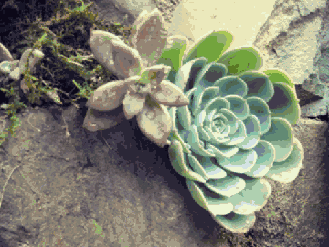 雪坑村·美客愛途，愛上美麗的客居地和旅途故事