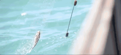 喜麟閣，廈門的餐飲江湖·風(fēng)卷云殘大浪淘沙