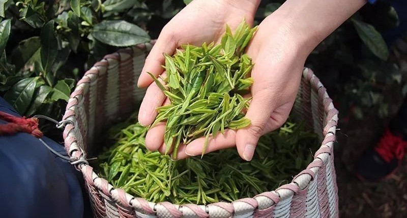 七椀居茶舍，喝西湖龍井茶感受西湖美秋季美