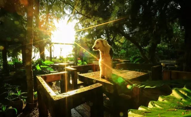 慢點(diǎn)藝術(shù)民宿，世間所有努力都是為了慢點(diǎn)