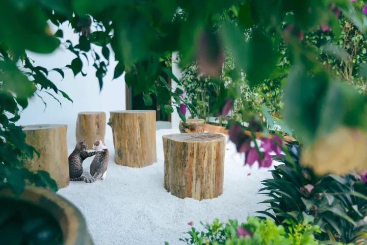 慢點(diǎn)藝術(shù)民宿，世間所有努力都是為了慢點(diǎn)