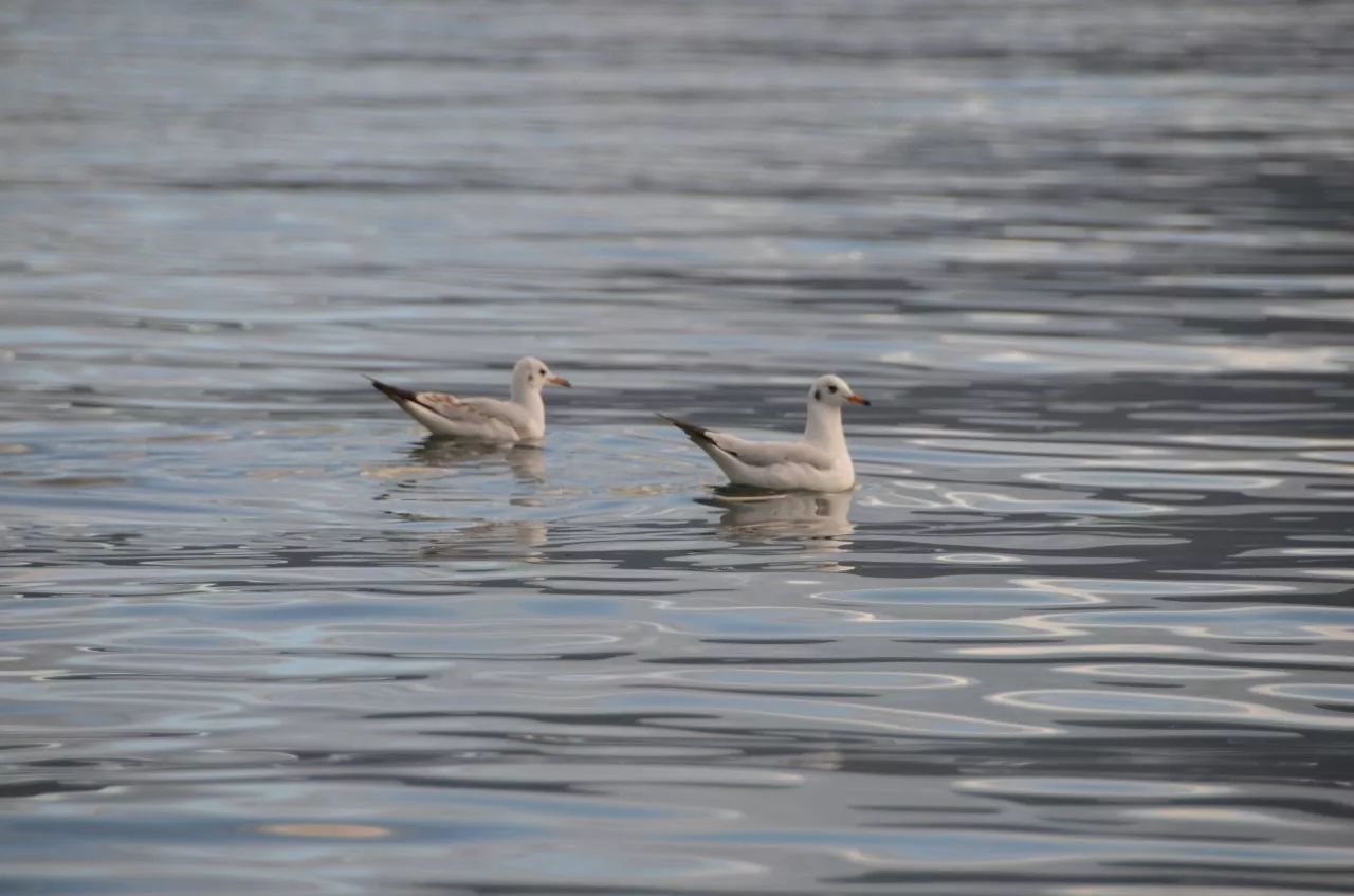 瀘沽湖·野火集，時(shí)光匆忙別錯(cuò)過(guò)年輕的瘋狂