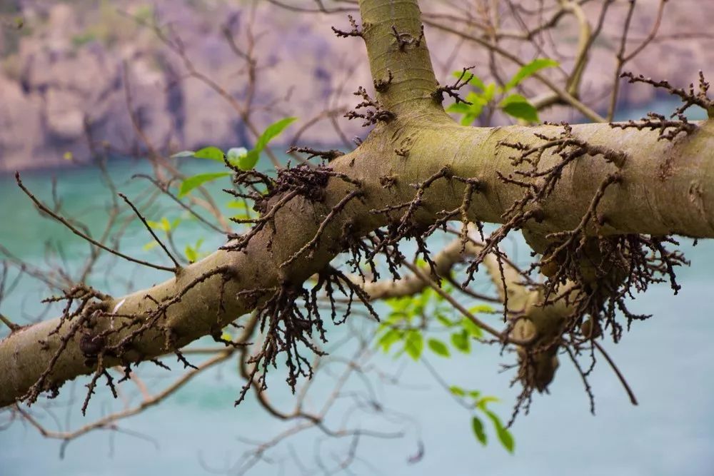 時光島，一間讓“時光倒流”300畝獨島民宿