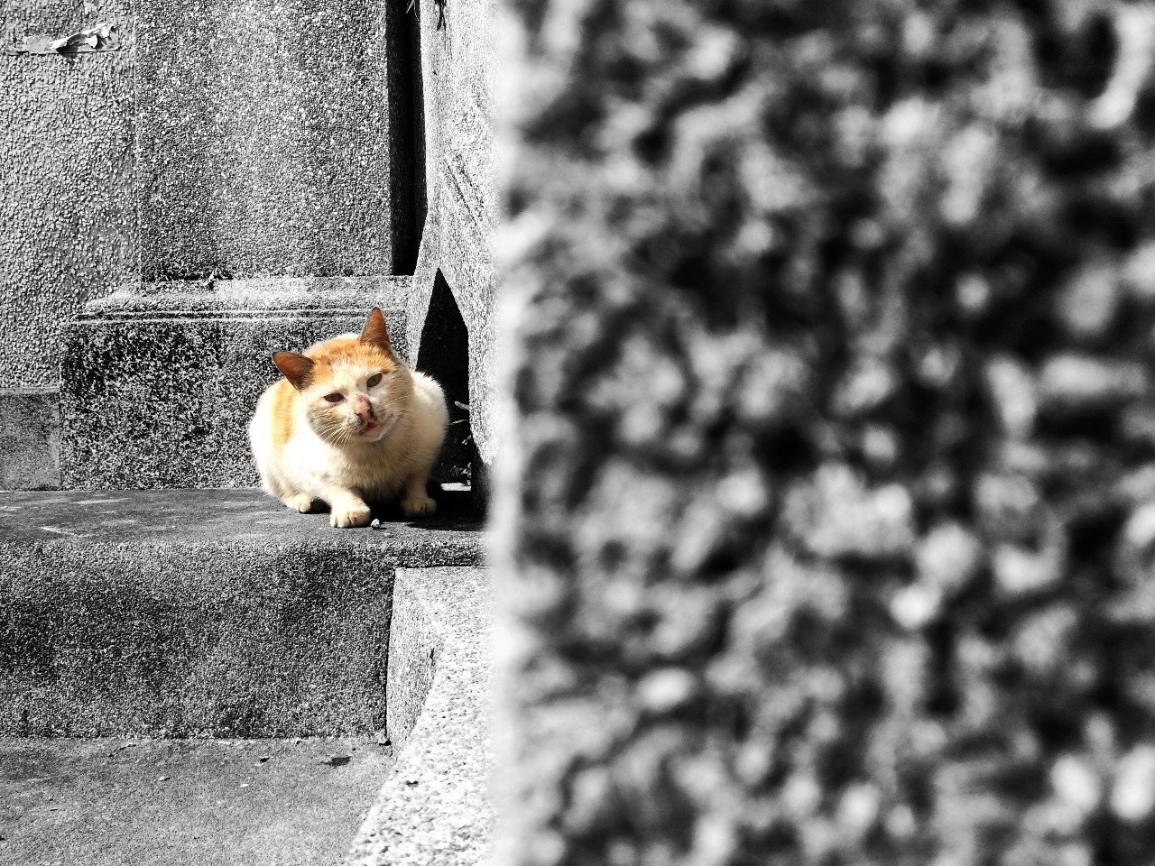 鼓浪嶼·他城一見，生命不息折騰不止