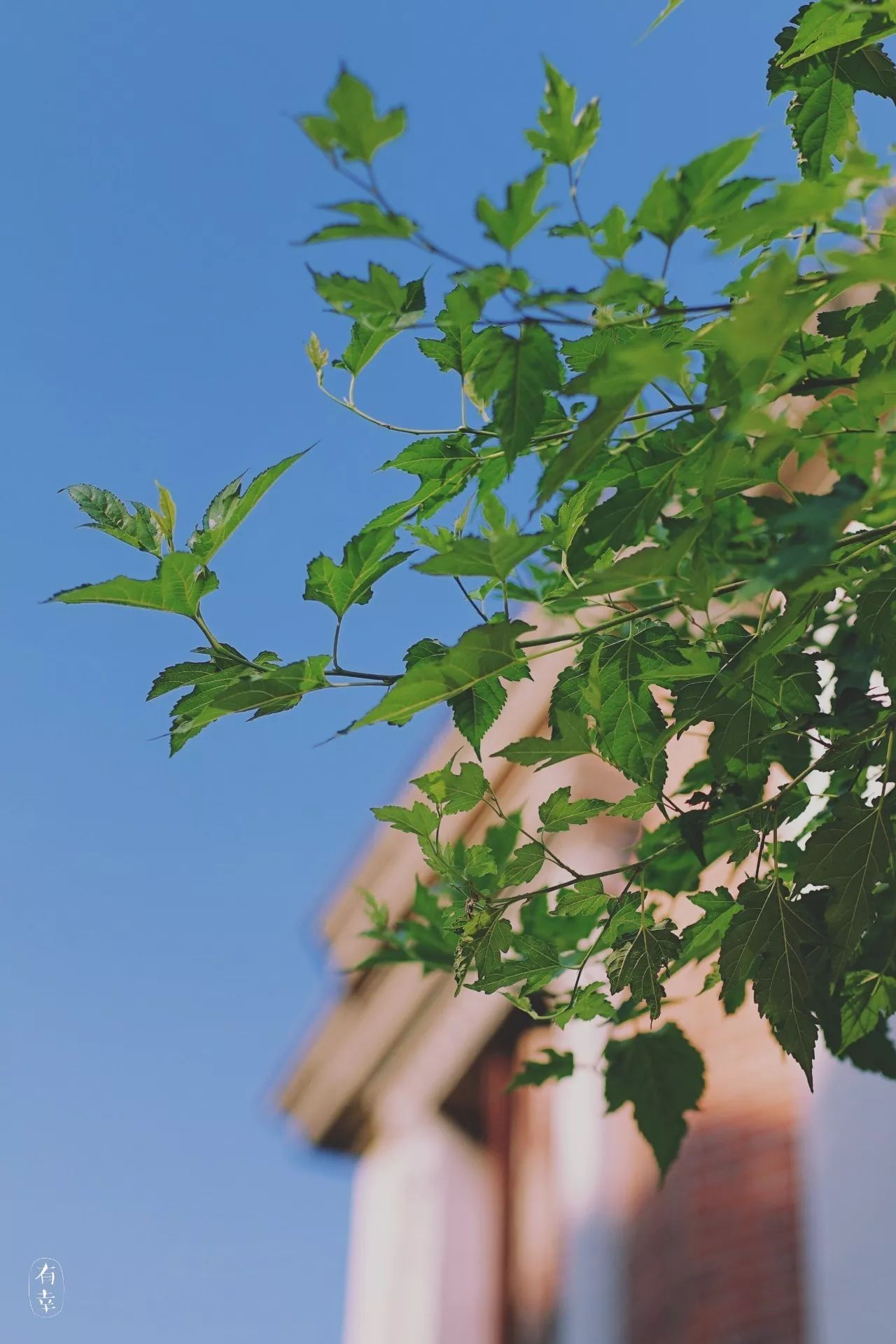 鼓浪嶼·他城一見，生命不息折騰不止