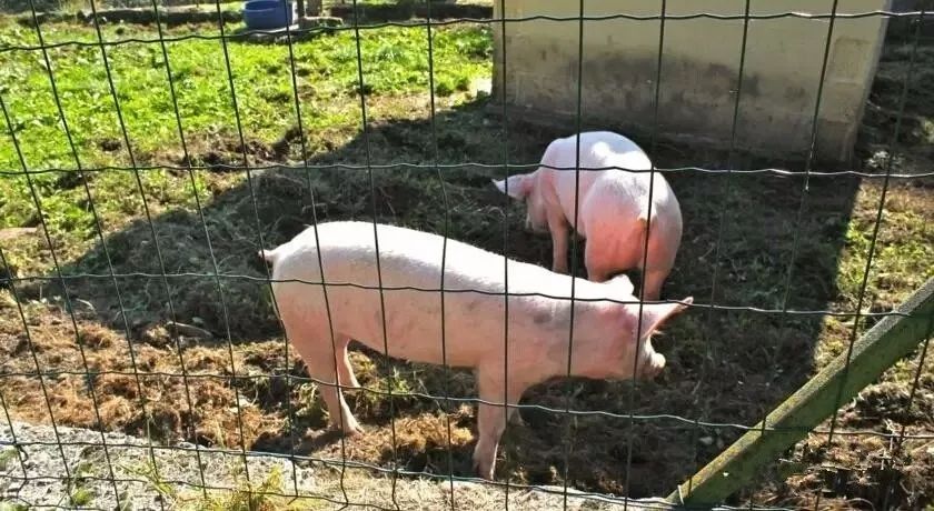 驚呆了，雞窩豬舍馬廄牛棚羊圈變民宿!