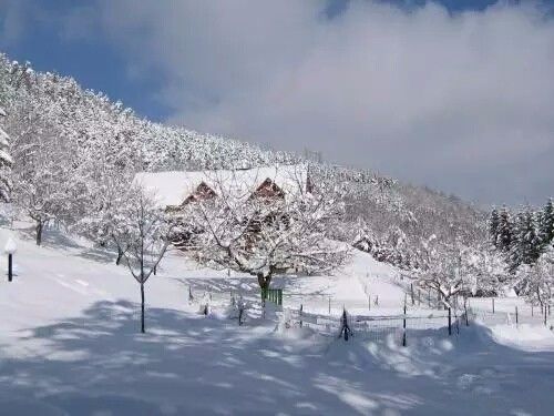 驚呆了，雞窩豬舍馬廄牛棚羊圈變民宿!