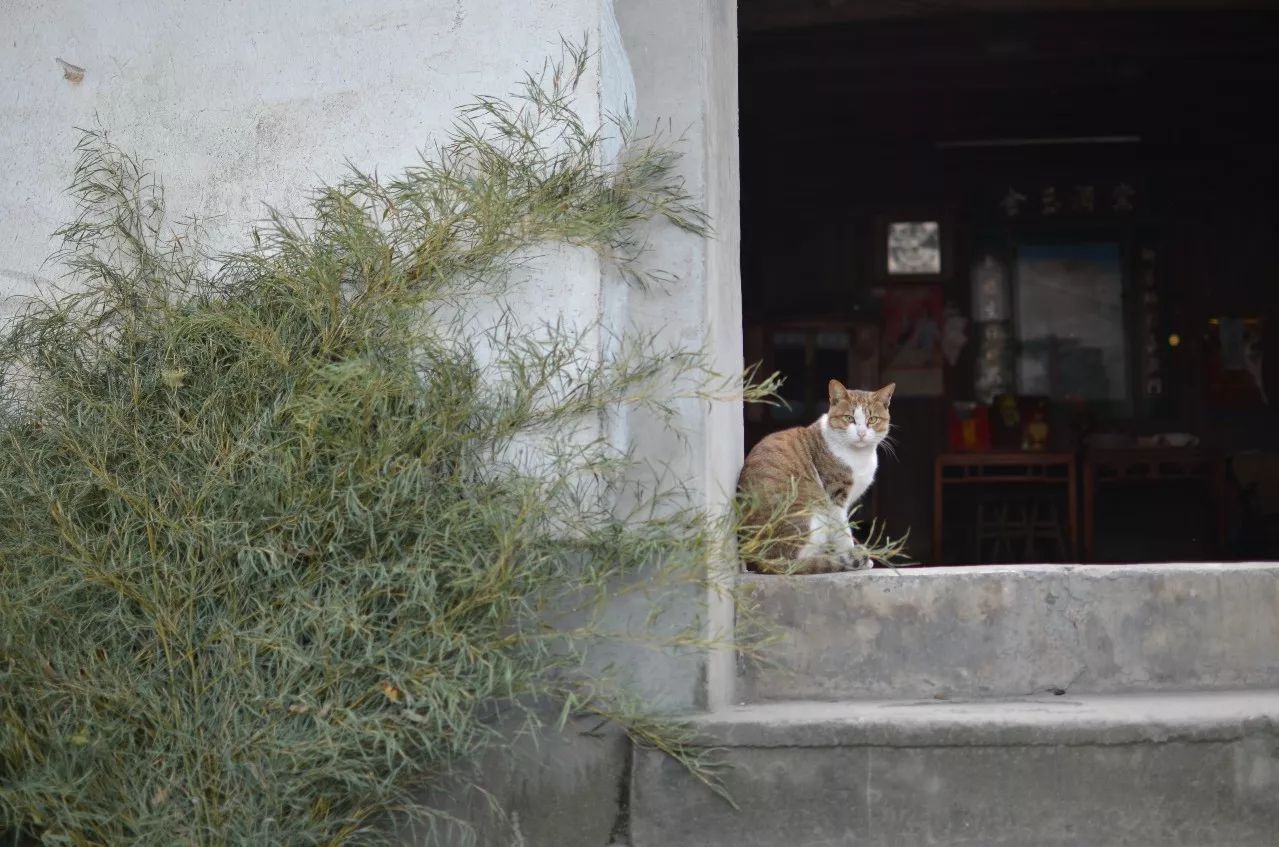 莫干山·趣舍一棵樹，置身山中與山林萬物相連